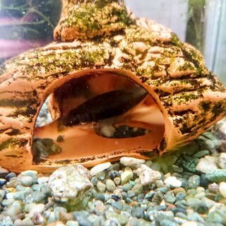 熱帯魚の画像