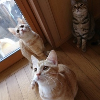 ★一旦停止します★2020年6月ごろ生まれ子猫3匹、母猫