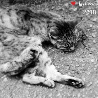 【取引成立】猫さん用毛布、薄掛け布団差し上げます