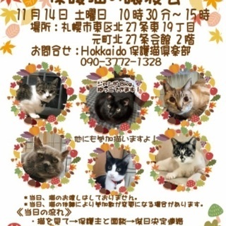 キャサリンとごんた母さんの保護猫の譲渡会