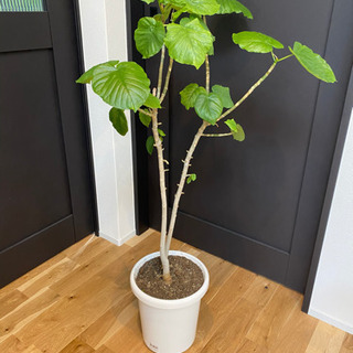 ウンベラータ　観葉植物　の画像