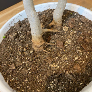 ウンベラータ　観葉植物　の画像