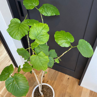ウンベラータ　観葉植物　の画像