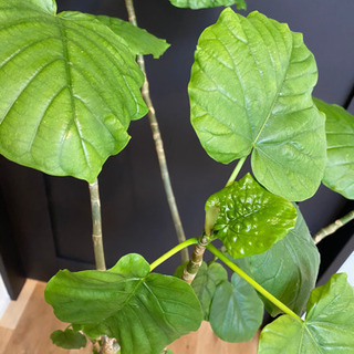 ウンベラータ　観葉植物　の画像
