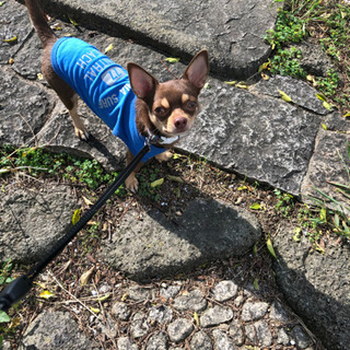 今日ワンコと雨でひましてます