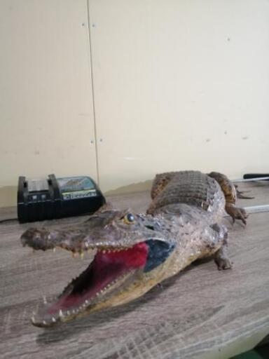 ワニの剥製