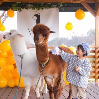 アルパカ・パカ写真館　11/29（日）