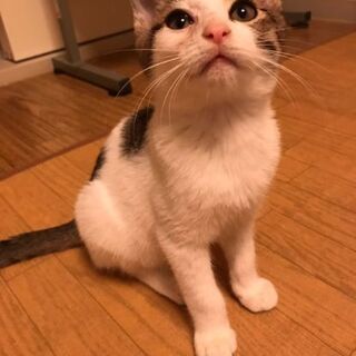 こちらで兄弟2匹一緒で優しい里親様が見つかりました(*^^*)た...