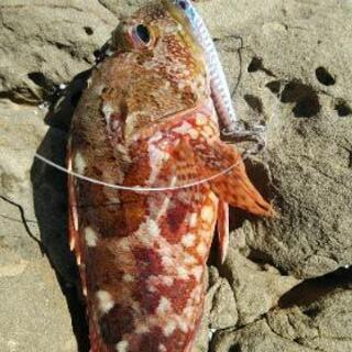 ショアジギング釣りメンバー募集！ - 友達