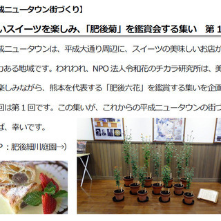 【熊本市平成ニュータウン街づくり】「肥後菊」の展示会です。美味し...