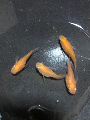 紅帝ダルマ　値下げ