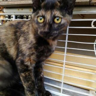 黒茶サビ猫の里親募集💓