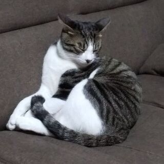 人間好きな一歳半の雄猫です。
