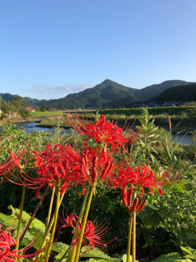 新米、さがびより