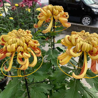 花好きな人