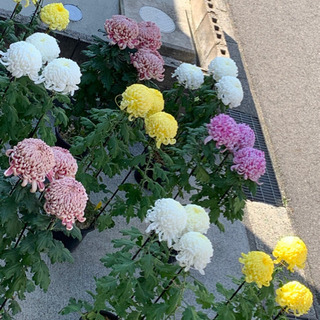 花好きな人 - 友達