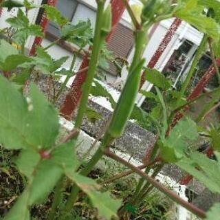 余った苗ありますか？