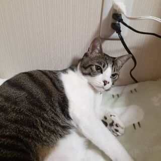 人間好きな一歳半の雄猫です。 - 高崎市