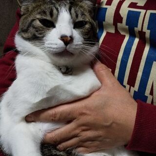 人間好きな一歳半の雄猫です。 - 猫