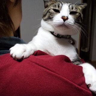 人間好きな一歳半の雄猫です。 − 群馬県