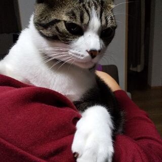 人間好きな一歳半の雄猫です。 - 里親募集