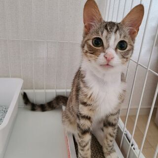 生後７ヵ月くらいの甘えん坊な可愛い男の子🐈猫エイズキャリアです。