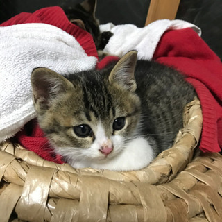 子猫２匹の里親さん募集
