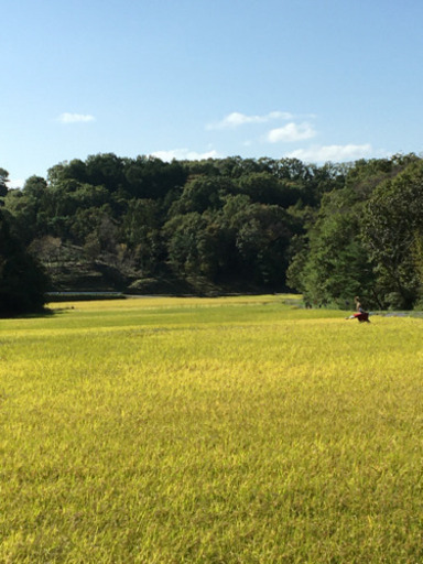 2021年産　新米ひのひかり　小野市産です　20kg