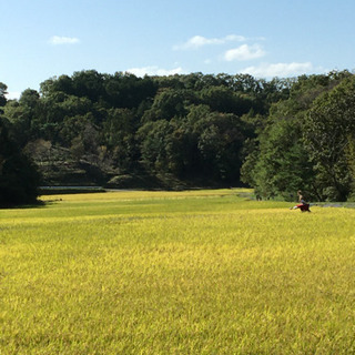 2021年産　新米ひのひかり　小野市産です　20kg 