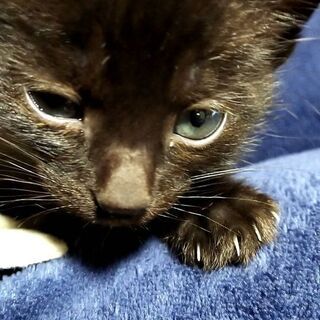 9月13日生まれの子猫です！