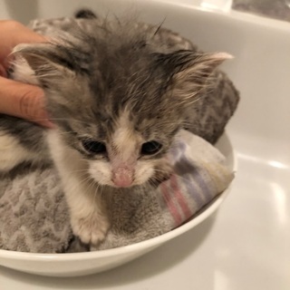 子猫4匹里親募集