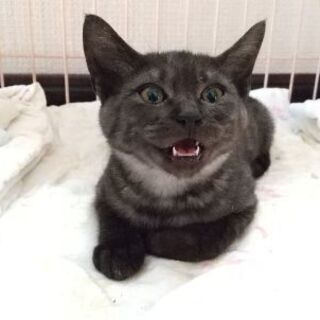 【4ヶ月のオスの仔猫】