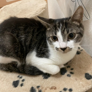 ☆急募☆ 子猫　オス　里親募集