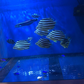 ※値下げ不可　近海魚　全部