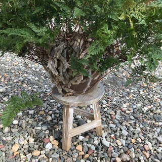 トキワシノブの画像
