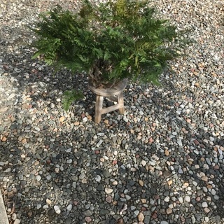 トキワシノブの画像