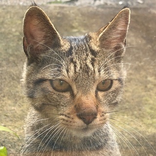 茶黒のトラ迷い猫飼い主探してます。