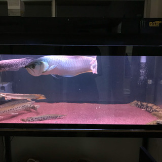 (アクリル水槽販売中)古代魚　熱帯魚　水槽の画像