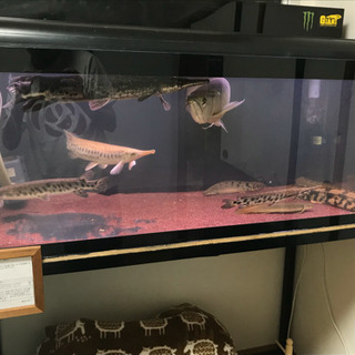 (アクリル水槽販売中)古代魚　熱帯魚　水槽
