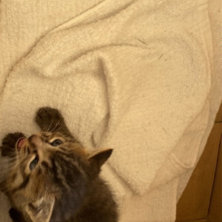 野良の仔猫