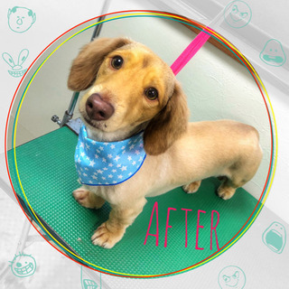 🐶ペットサロン🐶　わんずほーむ