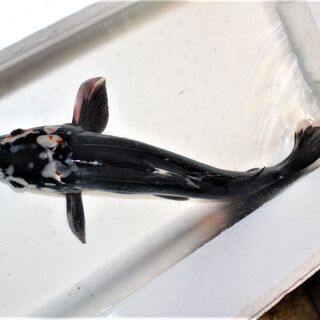 ドイツ鯉　光り変り　５０ｃｍ±
