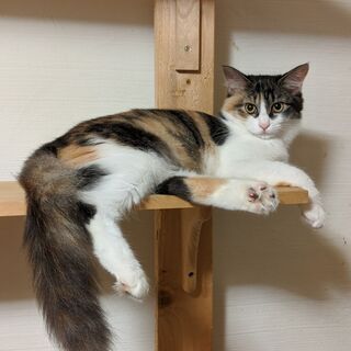 あまえんぼうのみけさま