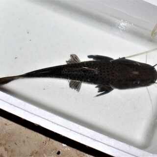 完品　レッドテール×タイガーキャット ４４ｃｍ±