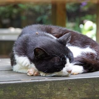 【会費無料】目黒猫展＆江戸川橋ホテルカフェ
