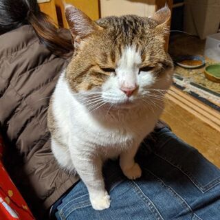 『探しています!!』飼い猫が脱走しました。