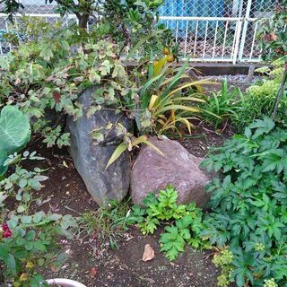 庭石　複数有ります　さしあげます