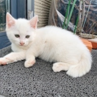 白猫の仔猫