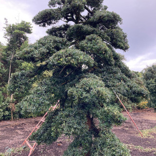 イヌマキ 槇 羅漢松 庭木 植木 現物確認対応 値下げ交渉対応の画像
