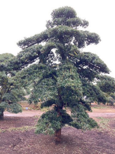 イヌマキ 槇 羅漢松 庭木 植木 現物確認対応 値下げ交渉対応